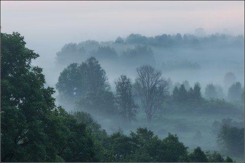 Про сухое дерево
