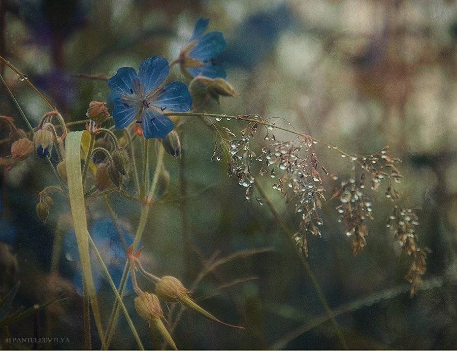 , Пантелеев Илья