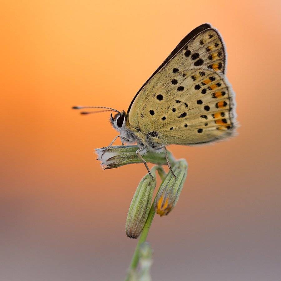 , Pawel Plucinski