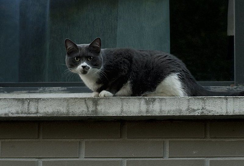 Rue des Prairies фото превью