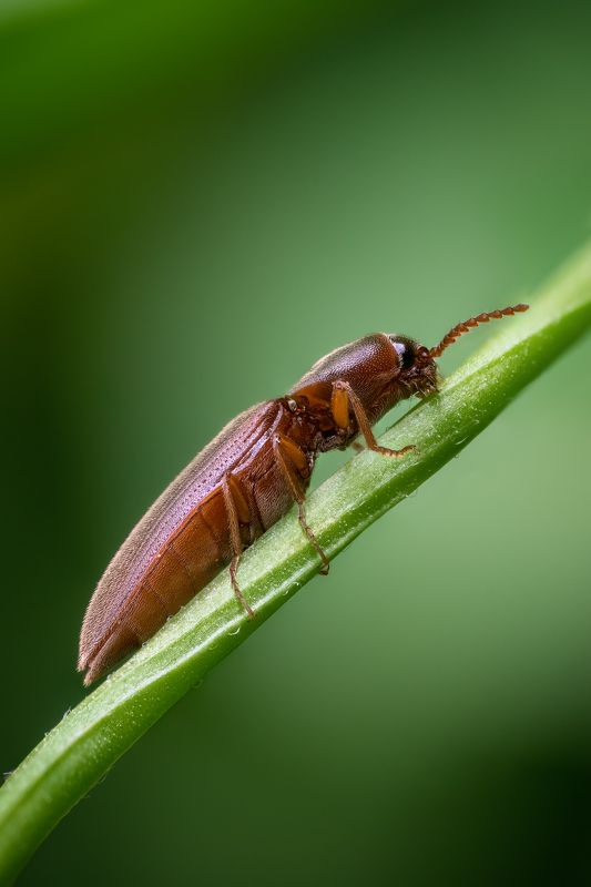 Жук щелкун фото превью