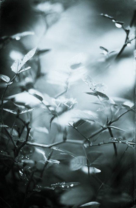 линии, пятна, абстракция, арт, природа *** фото превью