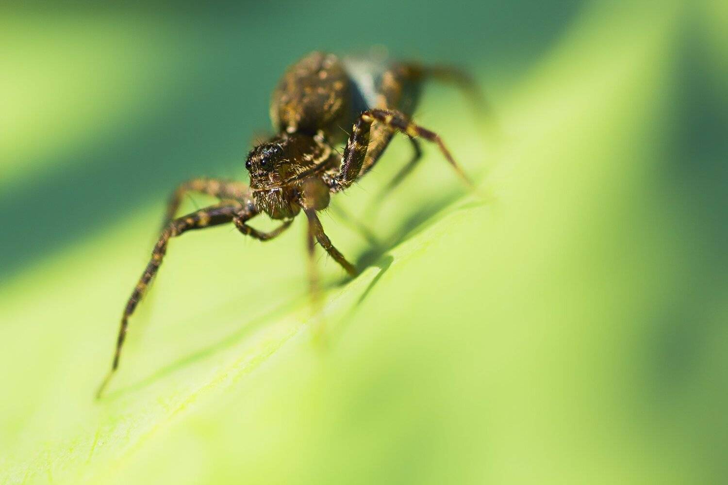 Зелень, Лапы, Паук, Свет, Фон, Юрий Котов