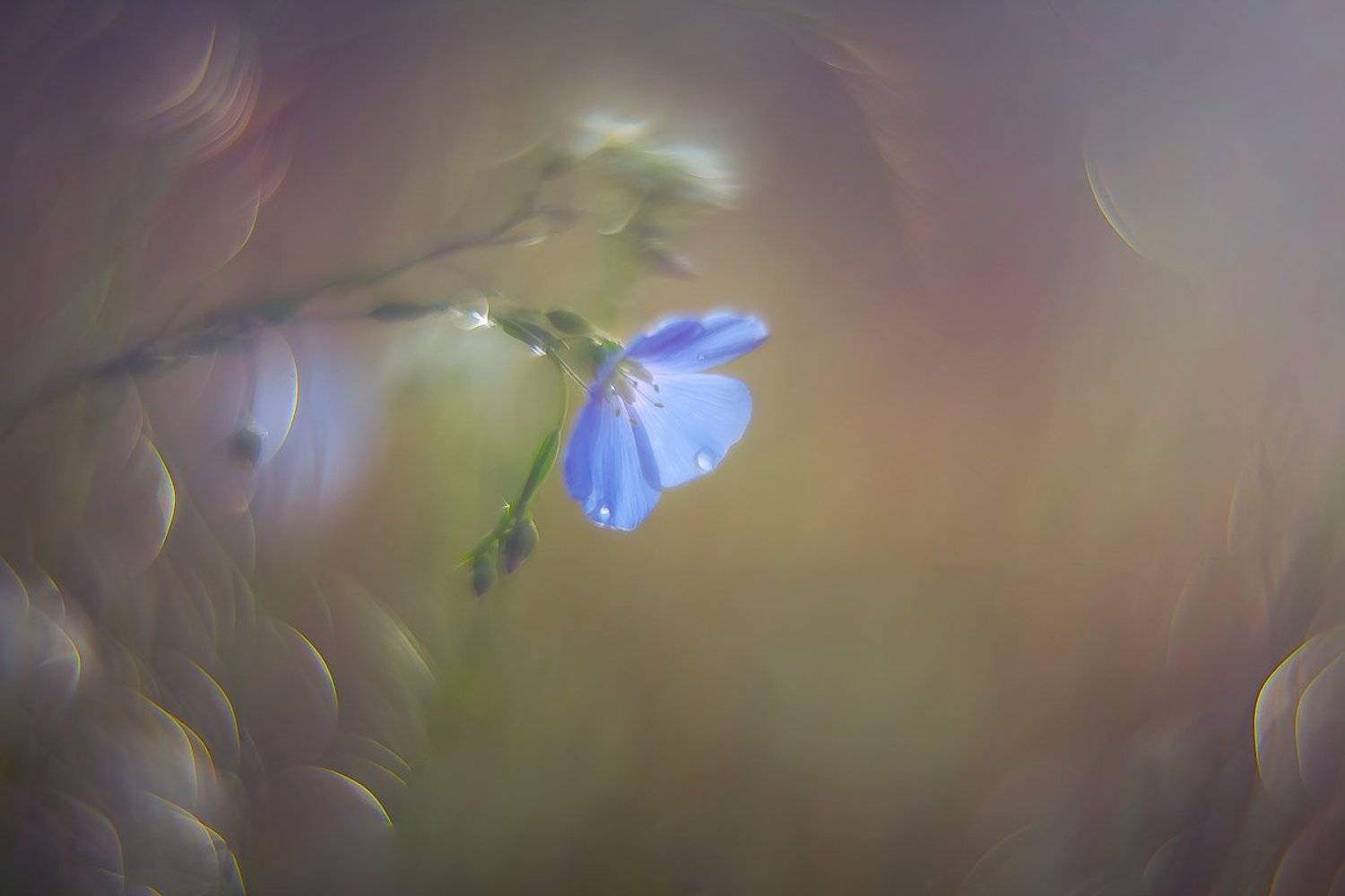 , Gabriel Prescornita