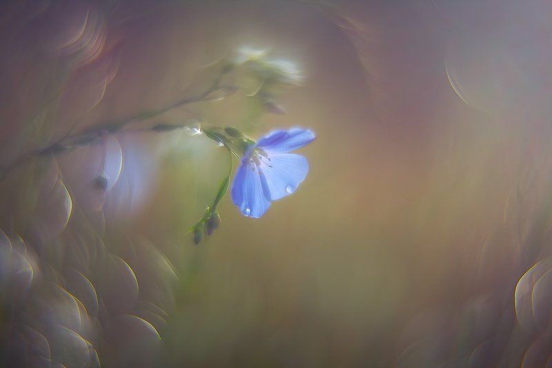 Painted morning фото превью