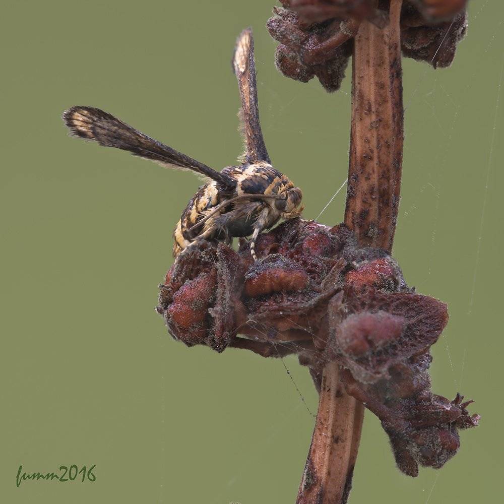 , Игорь ФУММ