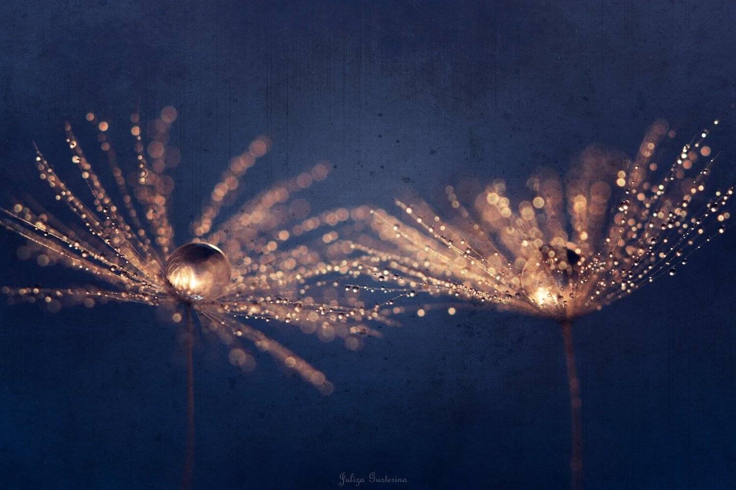 , Юлия Густерина