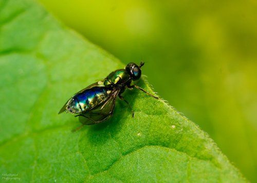 муха-золотуха