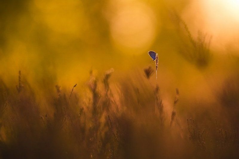 Божественные создания фото превью