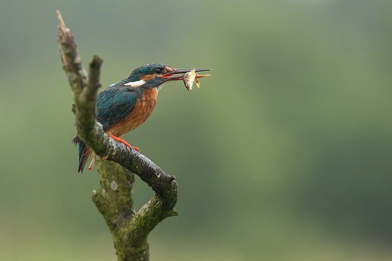 ... фото превью