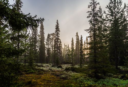 утро туманное