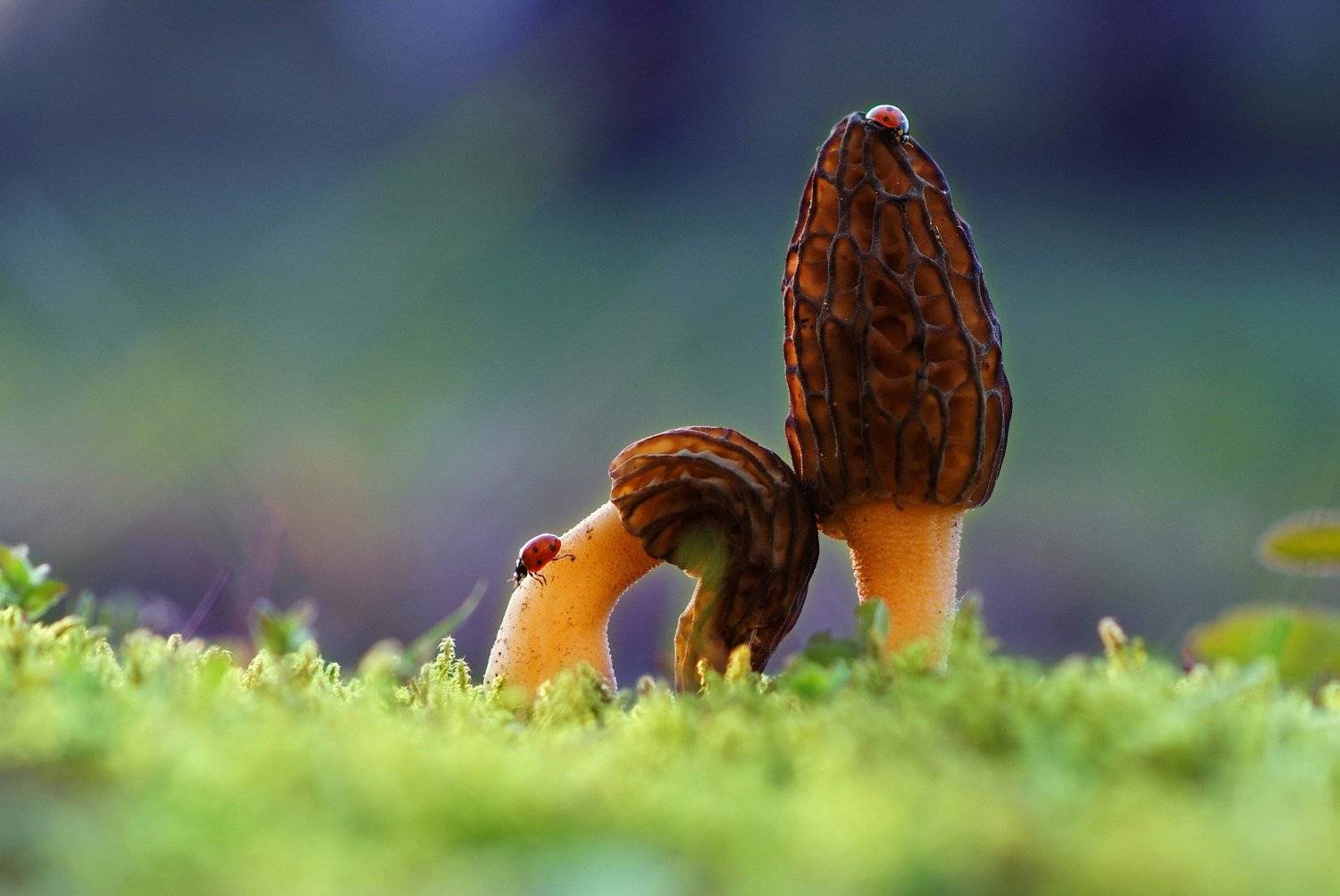 , Александр Гвоздь