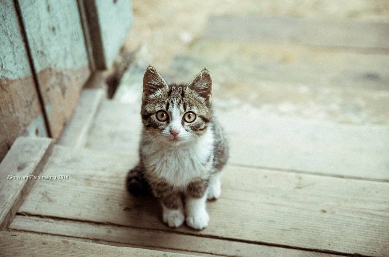 , Екатерина Тумовская