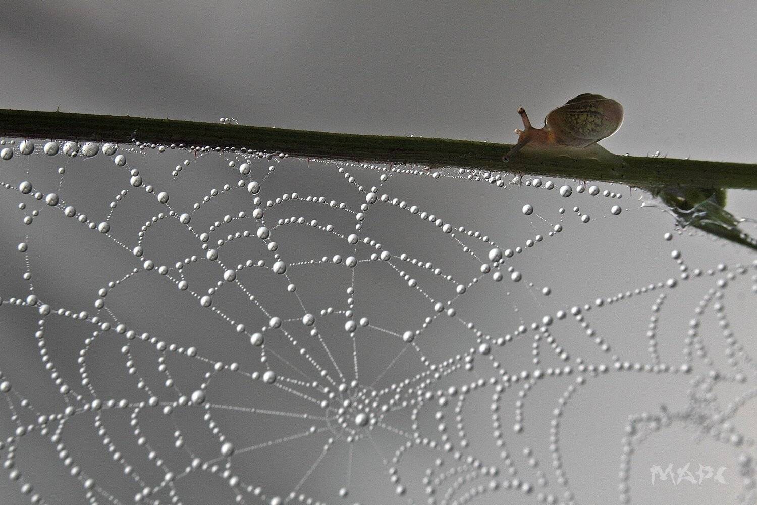 , Шангареев Марс