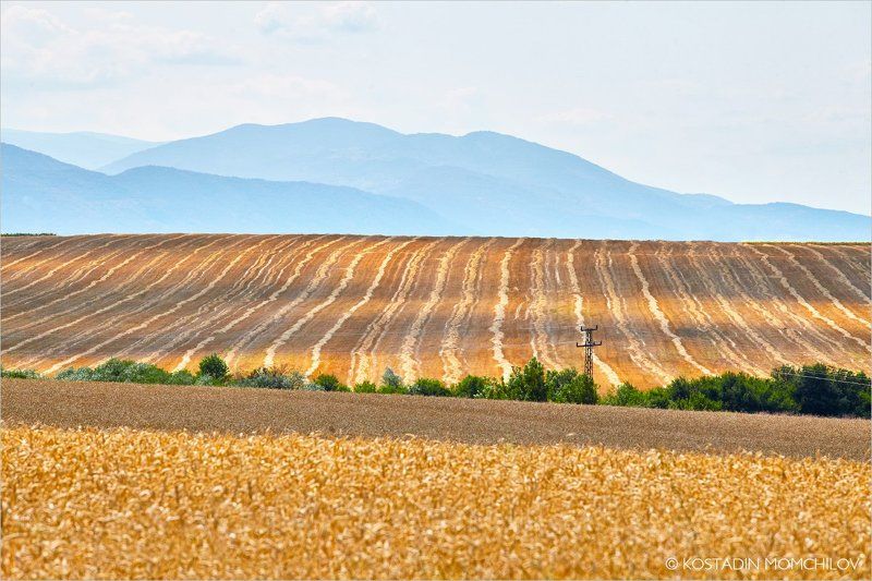 Summer Patterns фото превью