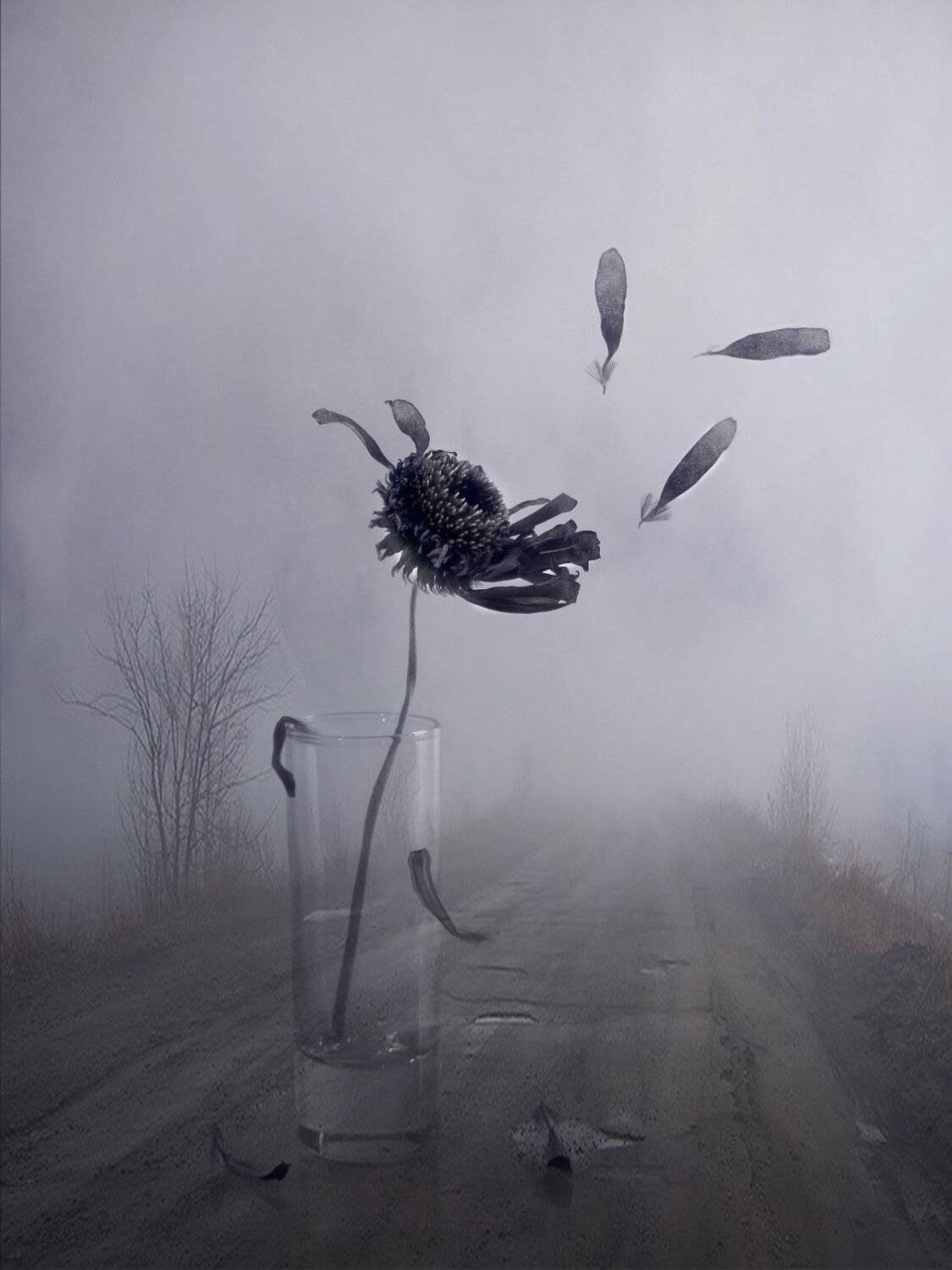 гербера, цветок, лепестки, ветер, дорога, природа, Елена