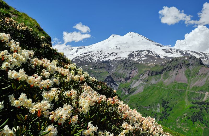 Рододендроны зацвели фото превью