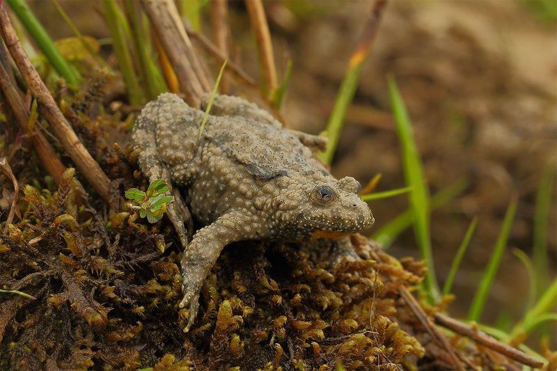 Bombina variegata, Желтобрюхая жерлянка Желтобрюхая жерлянка (лат. Bombina variegata) фото превью
