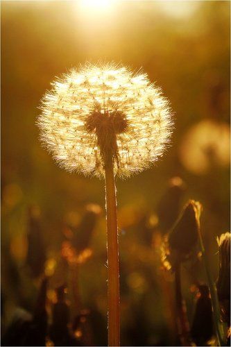 В закатном свете! 