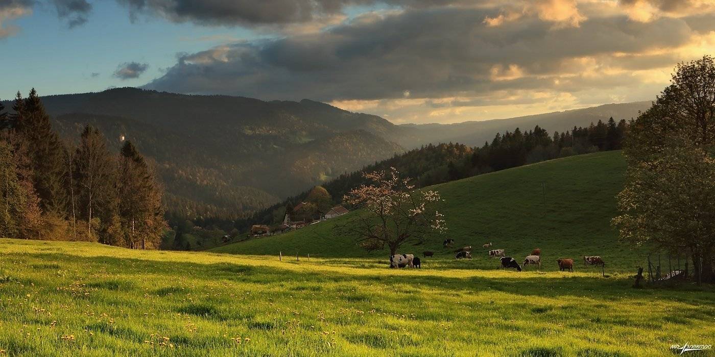 , Матвеев Николай