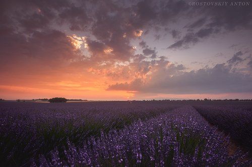 Лавандовый закат