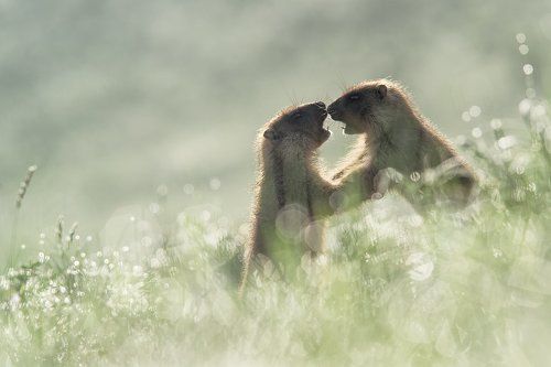 Утренние игрища сурчат