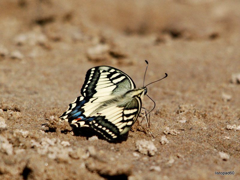 мои встречи фото превью