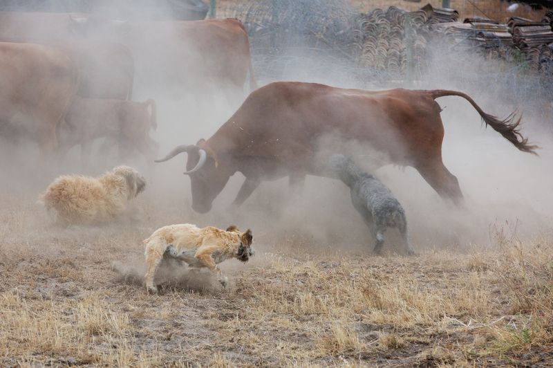 путешествия, португалия, собаки, никон, d810, nikon, travel, animals, nature, portugal Пастушьи собаки за работой фото превью