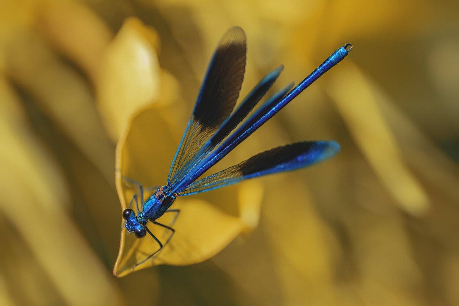 Желтый, Крылья, Листва, Стрекоза, Фон, Юрий Котов