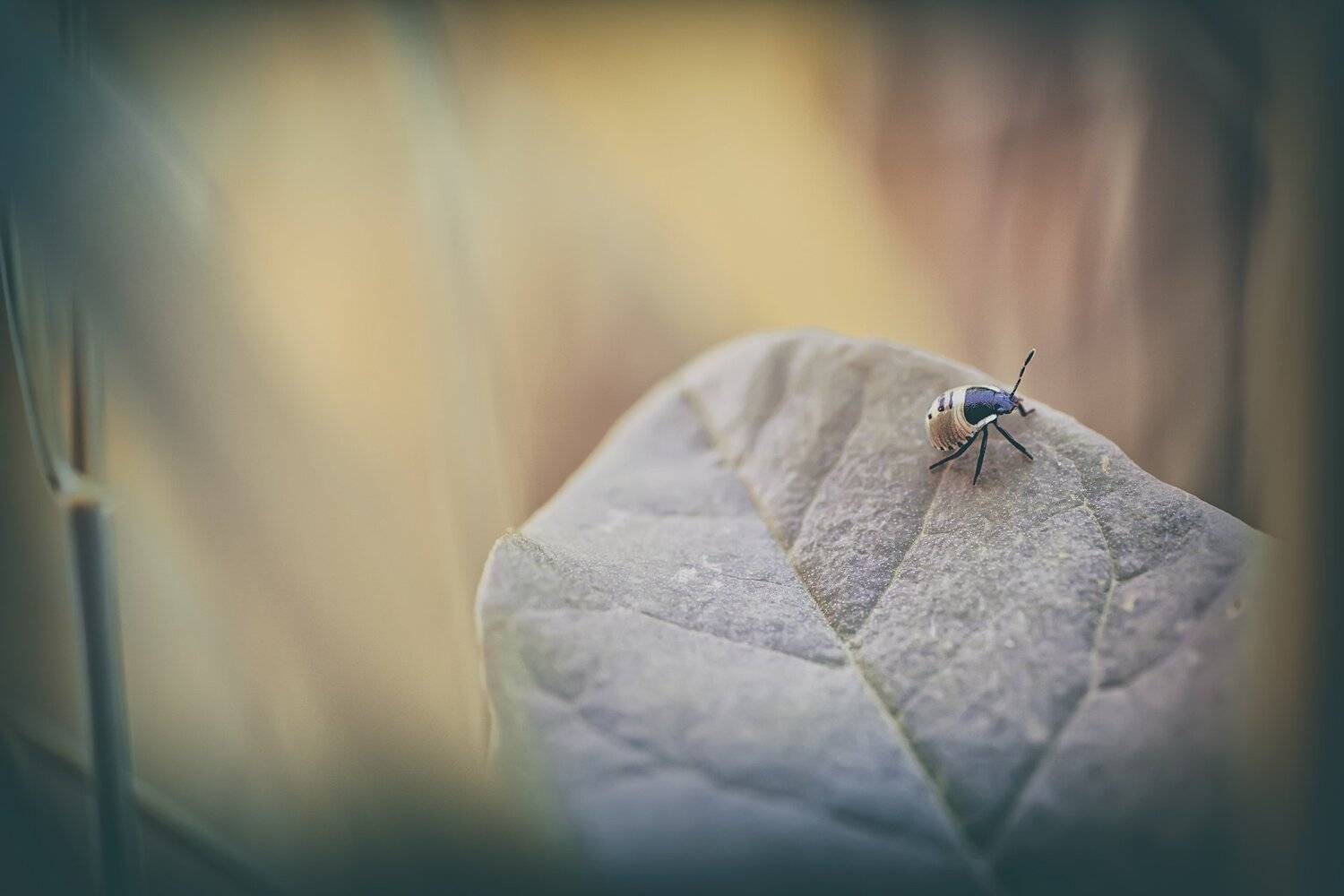 Жук, Колосок, Лист, Листва, Малыш, Фон, Юрий Котов