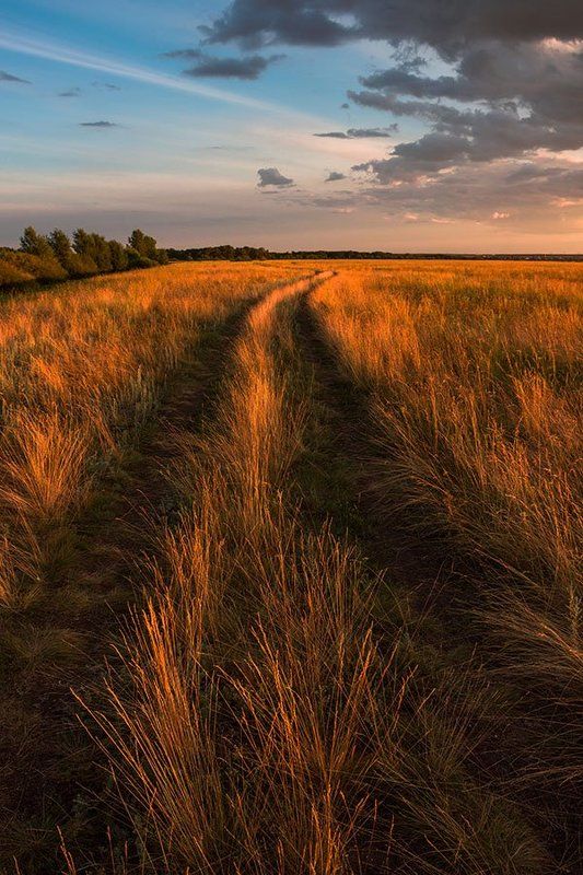 Пейзаж, природа, полевая дорога, вечерний свет Дорога фото превью