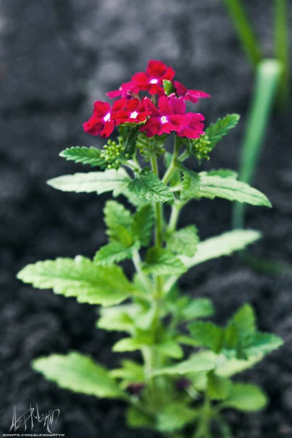 , Александр Мартынов