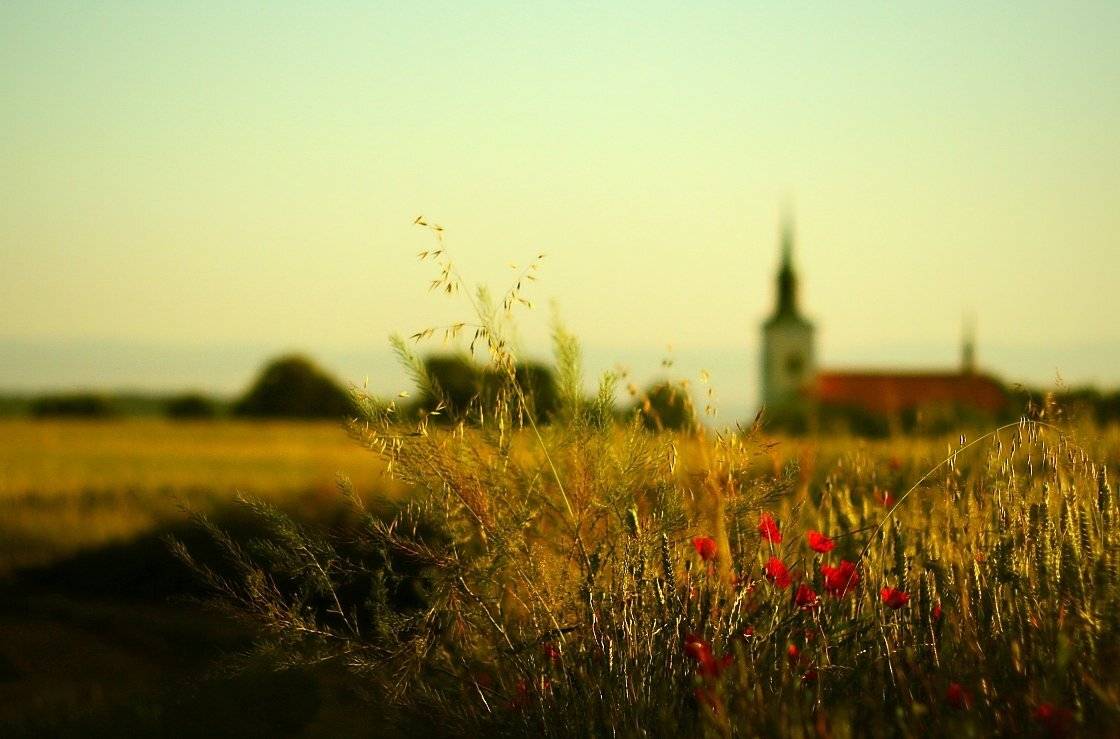 Poppies. Автор: František Uhler , František Uhler