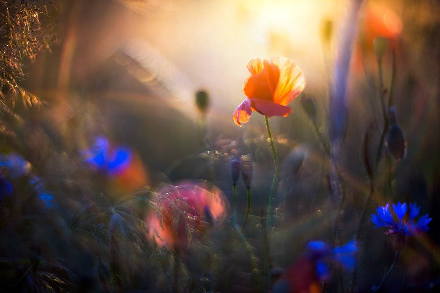 poppy, sunset, field, Wojciech Grzanka