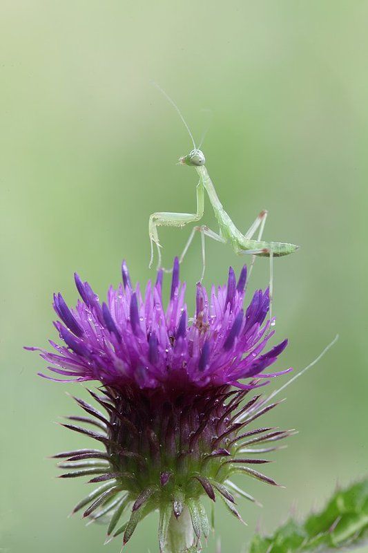 Высоко сижу фото превью