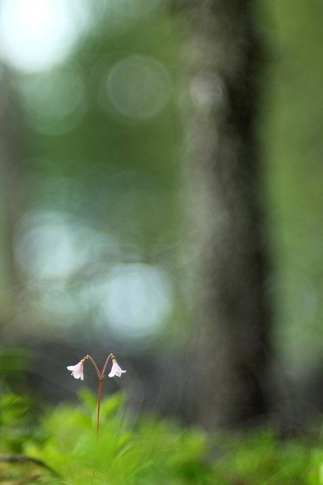 , Иваненко Светлана