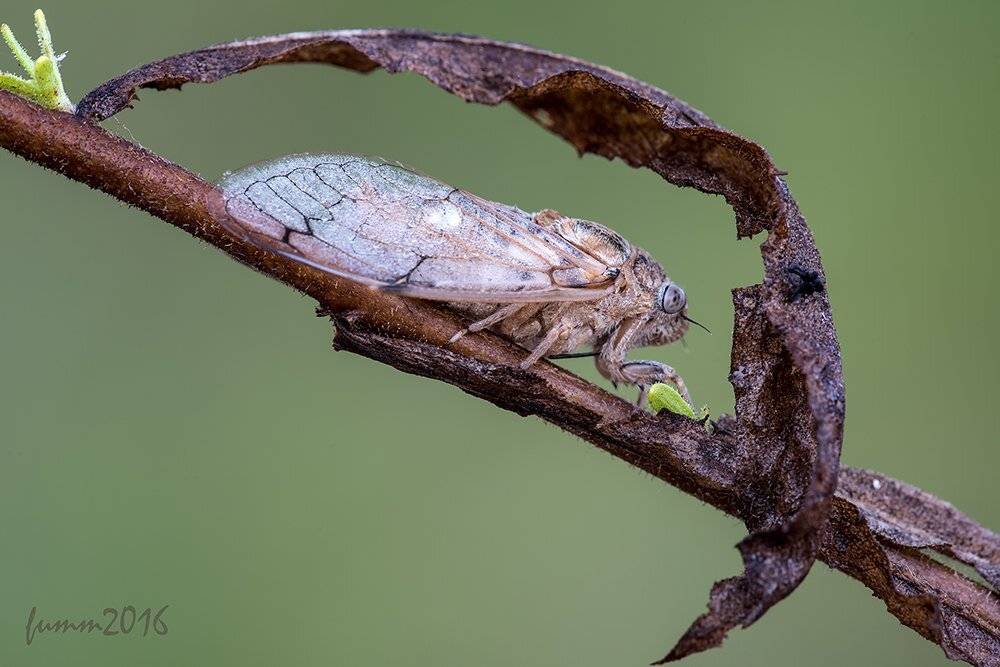 , Игорь ФУММ