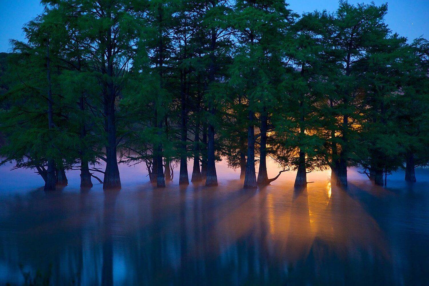 утро, болотные кипарисы, роща, сукко, краснодарский край, стволы, водоем, Никифоров Егор