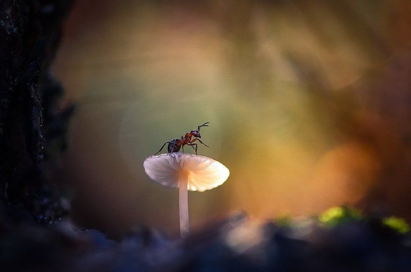 Под большой, столетней елью... фото превью