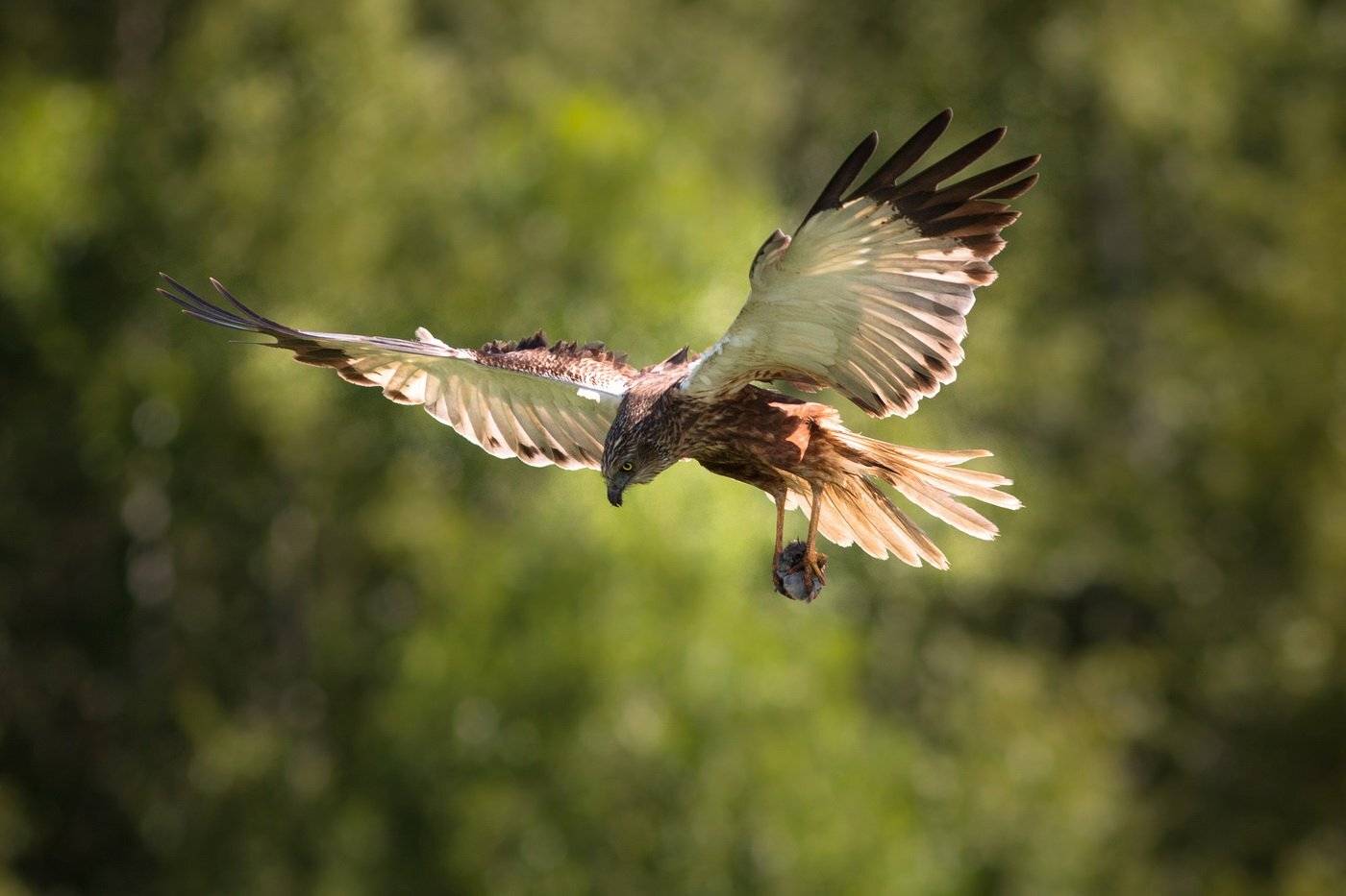 , Дмитрий Вилюнов