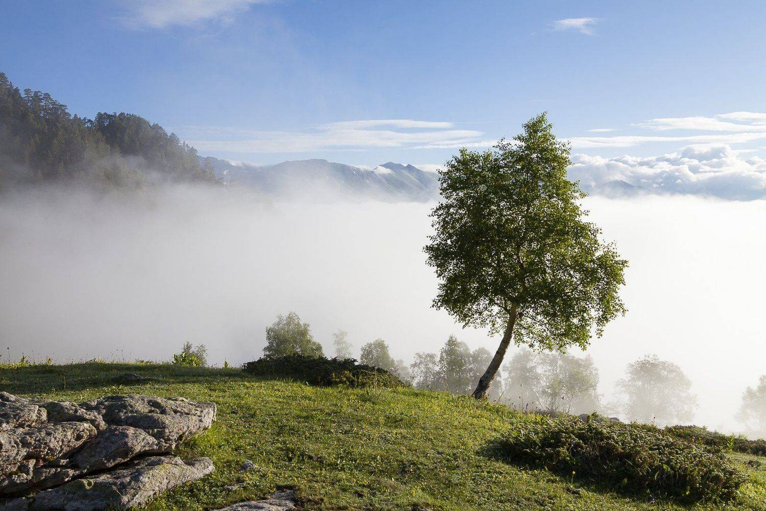 , Дмитрий Кривопалов