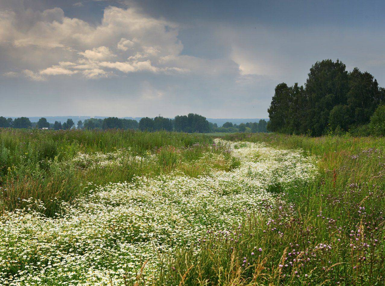лето, дорога, ромашки, , Сергей Романчук