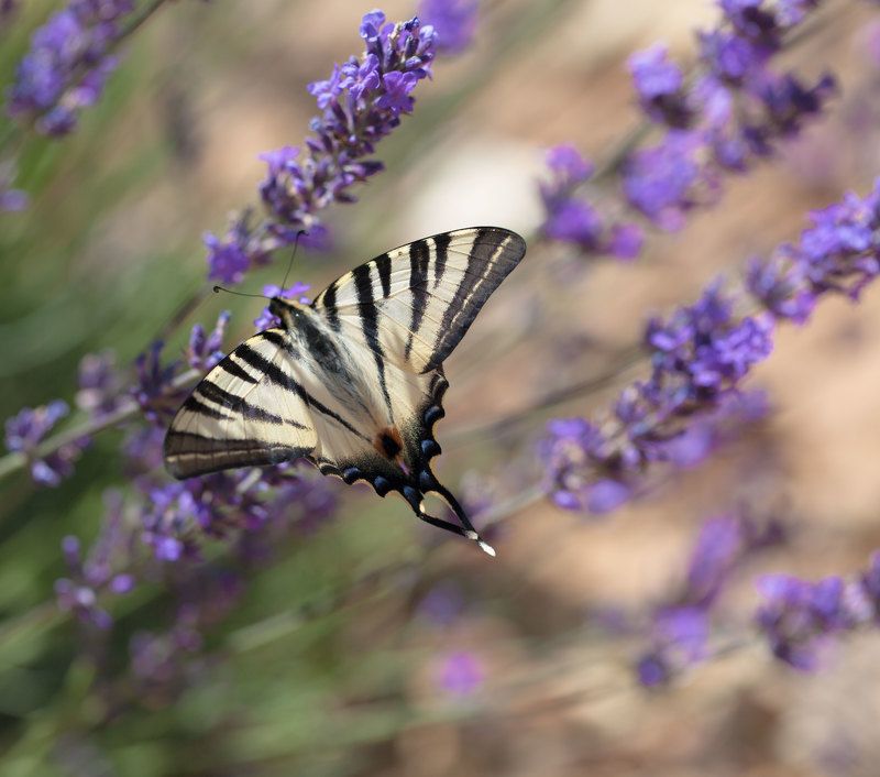 Lavanda, France, flower, France,  фото превью