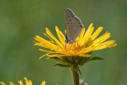 Триптих с бабочкой