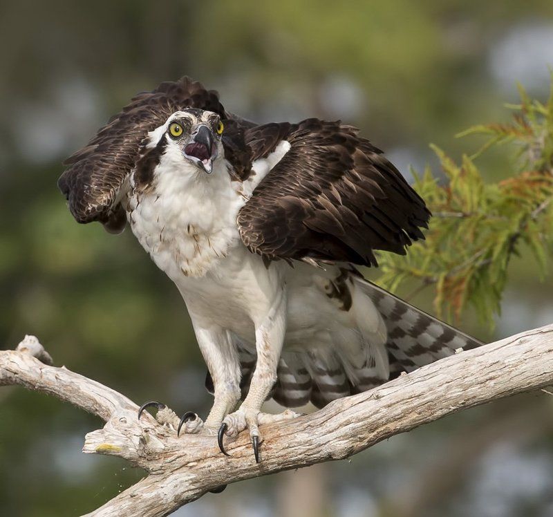 скопа, osprey, florida, флорида, blue cypress lake Скопа - Osprey фото превью