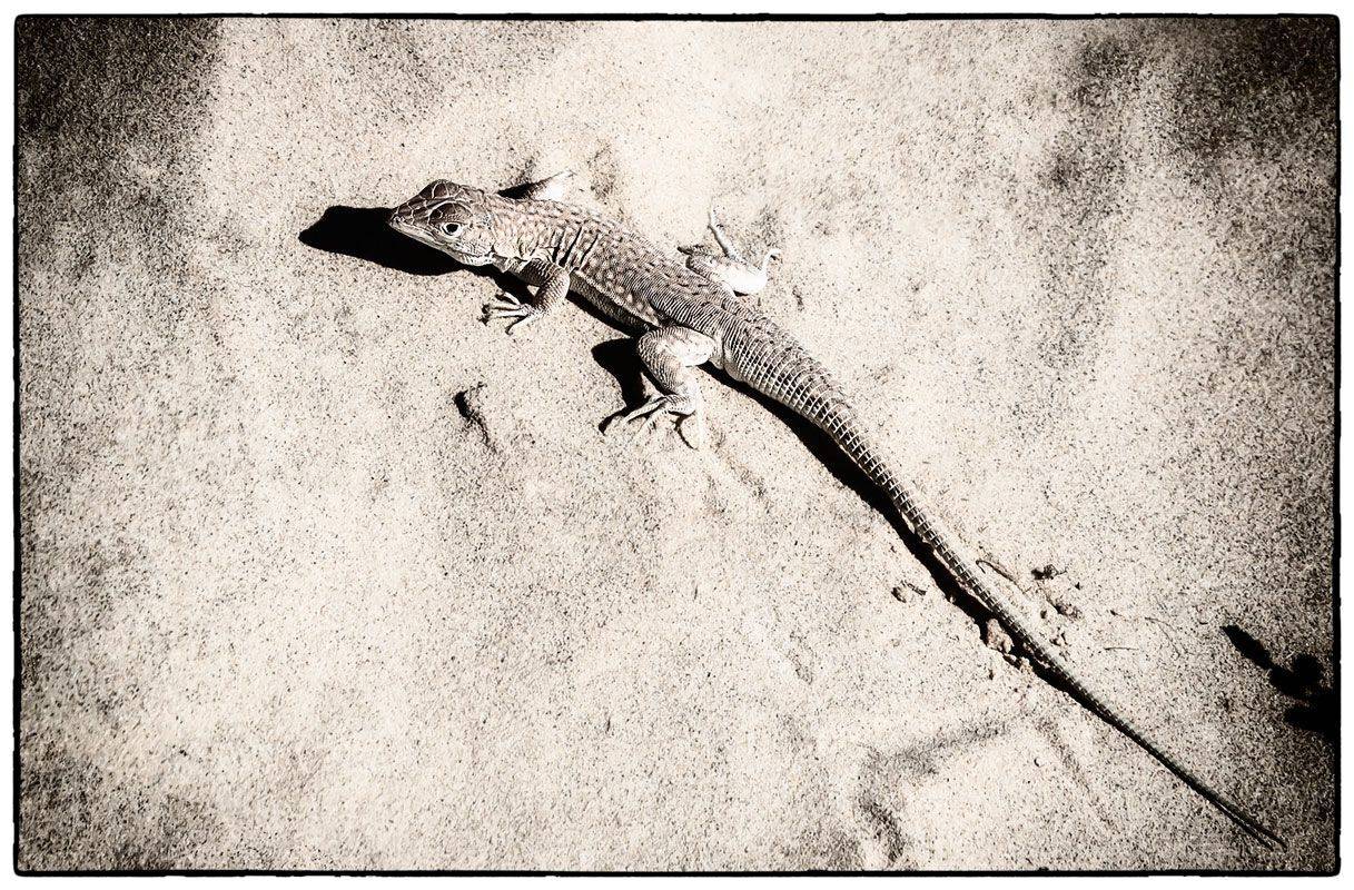 , Alexandr Makarenko