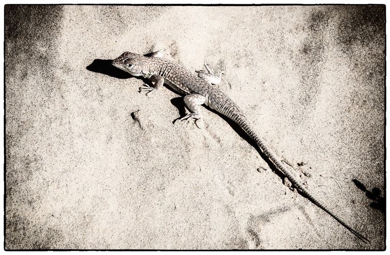 Путь дракона. фото превью