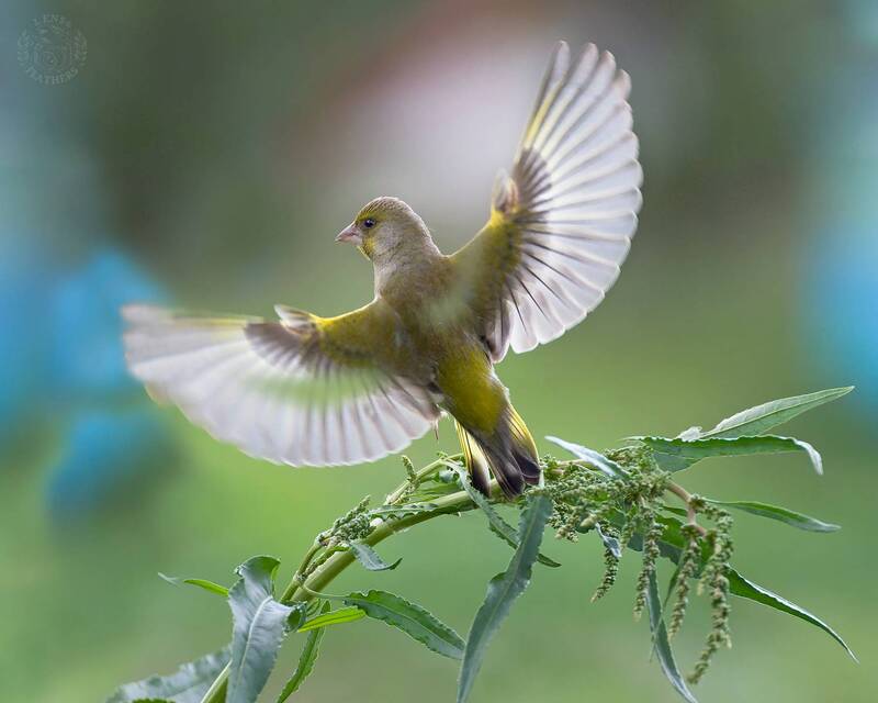 Зеленушка - Lens and Feathers фото превью
