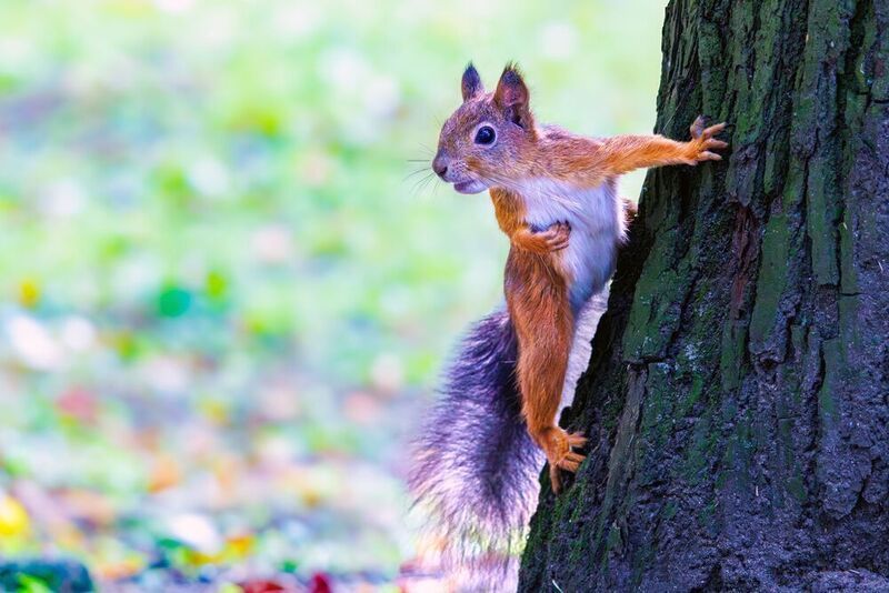 белка  фото превью