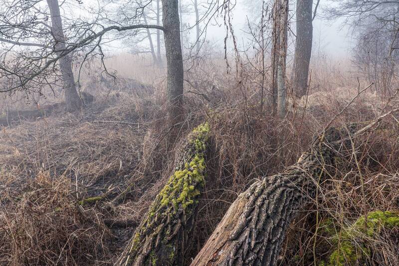 мистическое, утро  фото превью